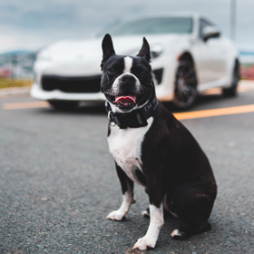 Sittande hund framför bil